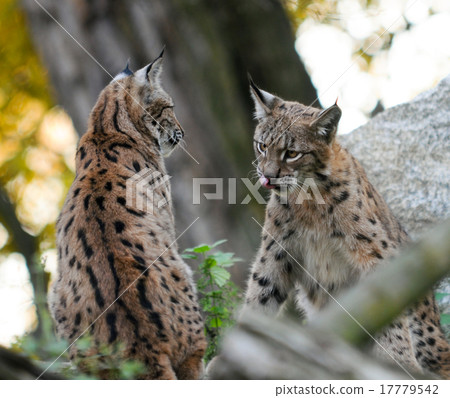 Young Lynx 17779542