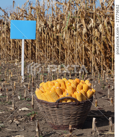Corn harvesting, crop in basket 17779682