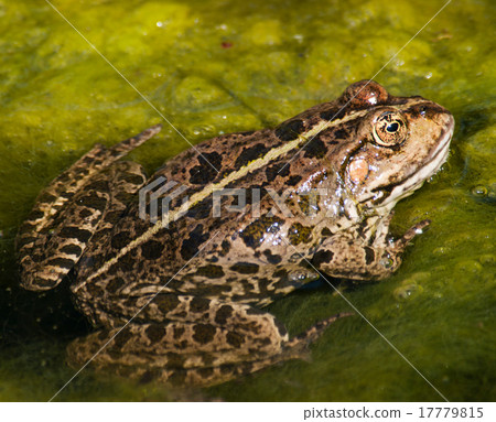 Commont toad in water Commont toad in water 17779815