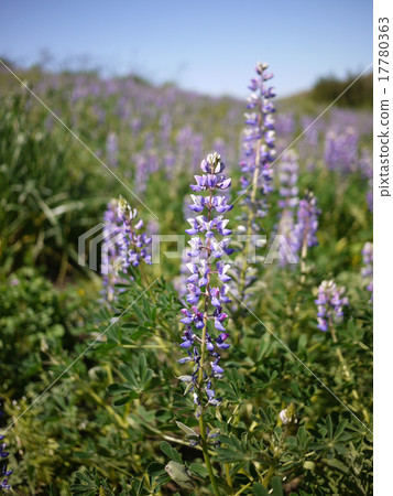 Lupine flowers Lupine flowers 17780363