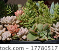 Planting succulent plants 17780517