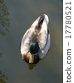 Duck 17780521