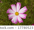 Cosmos flowers 17780523