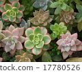 Succulent plants 17780526