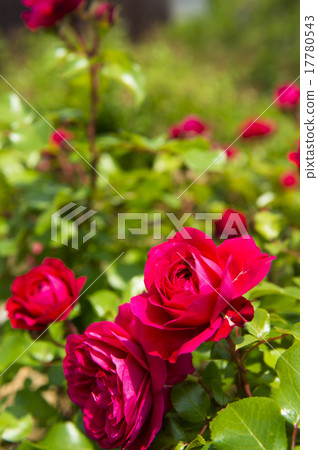 玫瑰園（Red Leonardo da Vinci） 17780543