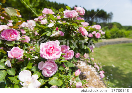 A rose garden A rose garden 17780548