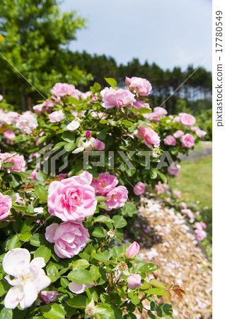 A rose garden A rose garden 17780549