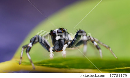 Jumping spider on green leaf, Macro shot 17781179