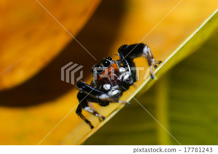 Jumping spider on green leaf 17781243