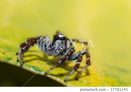Jumping spider on green leaf 17781245