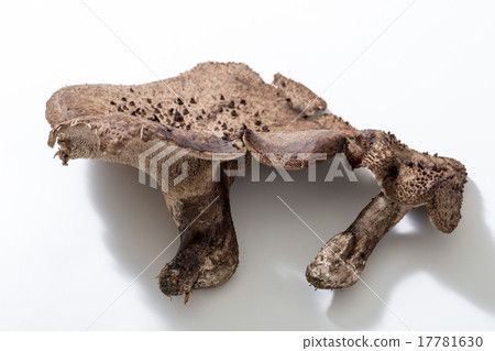 Koutouke Koutouke 17781630