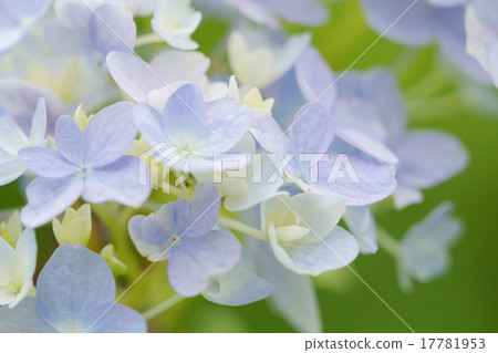 繡球花 17781953