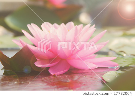 flower flower 17782064