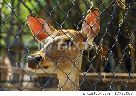 animal 17782068