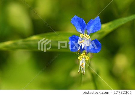 燕子金槍魚（草） 17782305