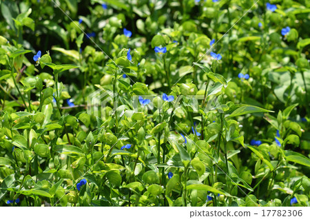 燕子金槍魚（草） 17782306