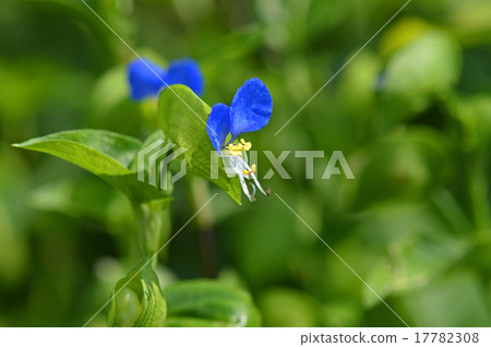 燕子金槍魚（草） 17782308