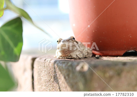 一隻青蛙 17782310