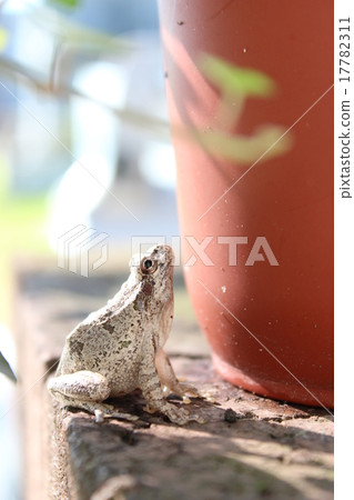 一隻青蛙 17782311