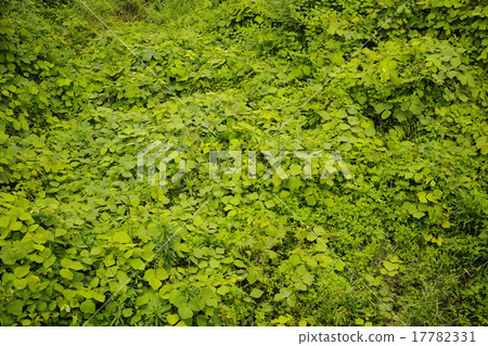 Field that infests with kudzu and kanamugra 17782331