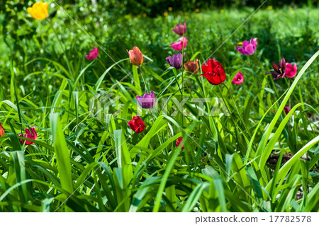 Tulips in may 17782578