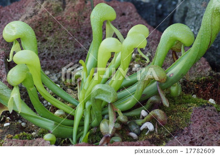 Darlingtonia綠色 Darlingtonia綠色 17782609