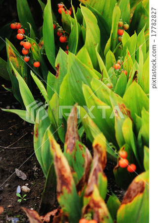 Suzuran麵條 Suzuran麵條 17782827