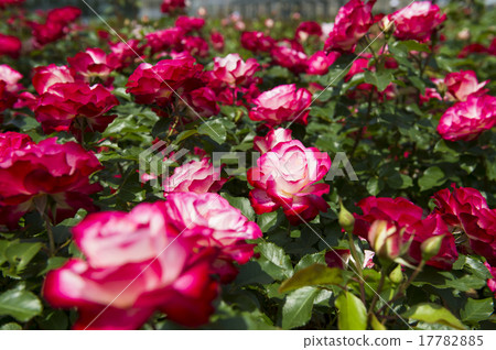 A rose garden 17782885