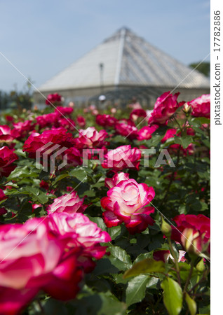 A rose garden 17782886