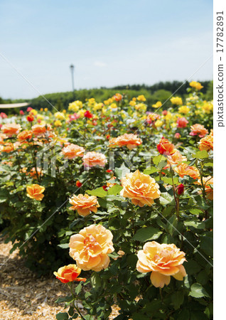 Rose garden (About face) 17782891