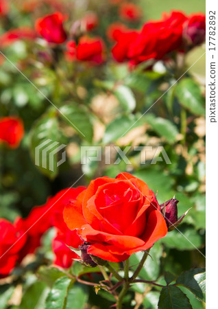 Rose Garden (Cassandra) Rose Garden (Cassandra) 17782892