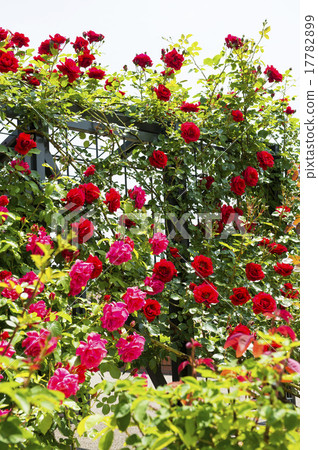 玫瑰園(格子) 玫瑰園(格子) 17782899