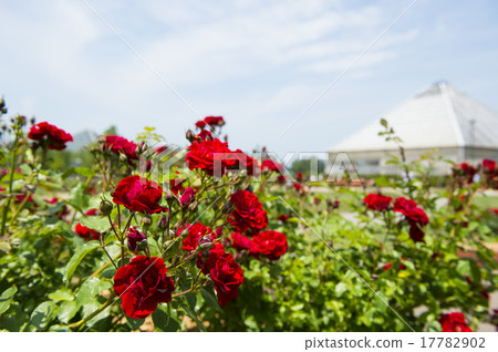 Rose Garden (Alan) 17782902