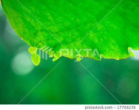 Happy leaves 17788236