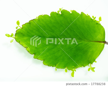 Happy leaves 17788238