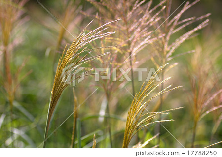 芒草。 芒草。 17788250