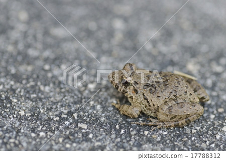 Bamboo shoots Bamboo shoots 17788312