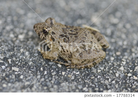  Bamboo shoots 17788314