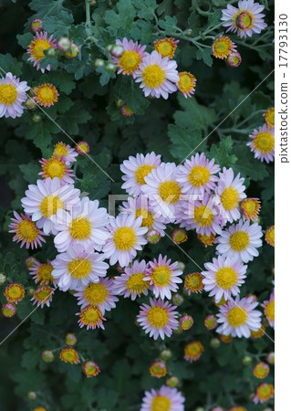 Kikuchi pale pink Kikuchi pale pink 17793130
