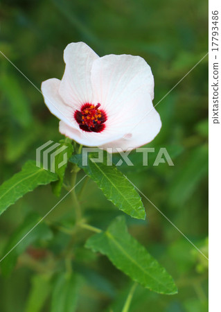 Yanone Bonnetka 17793486