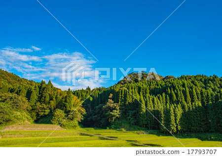 藍天和流動的雲彩在稻米 藍天和流動的雲彩在稻米 17793707
