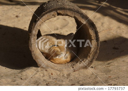 Fennec是一隻大耳朵的小狐狸。我喜歡洞。 17793737