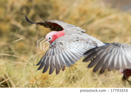 australia red and white parrot cacatua portrait 17793858