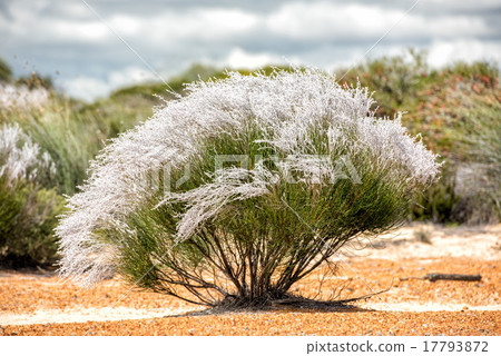 australia bush flowers flora detail 17793872