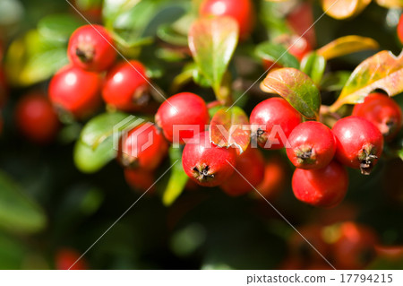 autumn background with red gaultheria autumn background with red gaultheria 17794215
