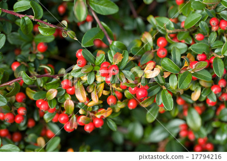 autumn background with red gaultheria 17794216