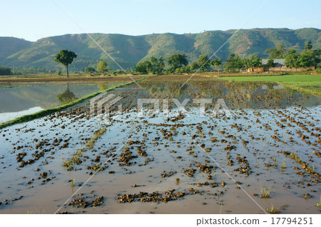 Agriculture field, tree, mountain, reflect 17794251