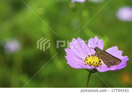 宇宙和Ichimon dyseri蝴蝶 宇宙和Ichimon dyseri蝴蝶 17794583