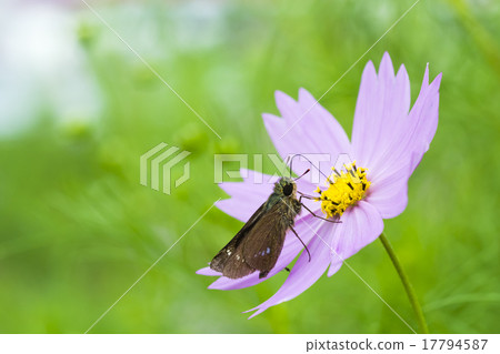 宇宙和Ichimon dyseri蝴蝶 宇宙和Ichimon dyseri蝴蝶 17794587