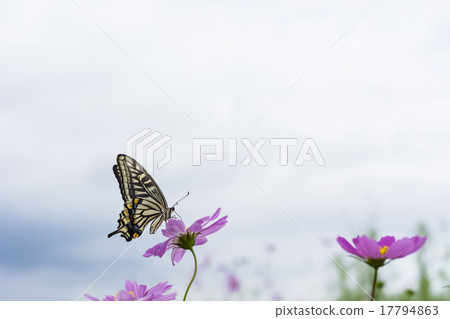 Cosmos and swallowtail butterfly 17794863